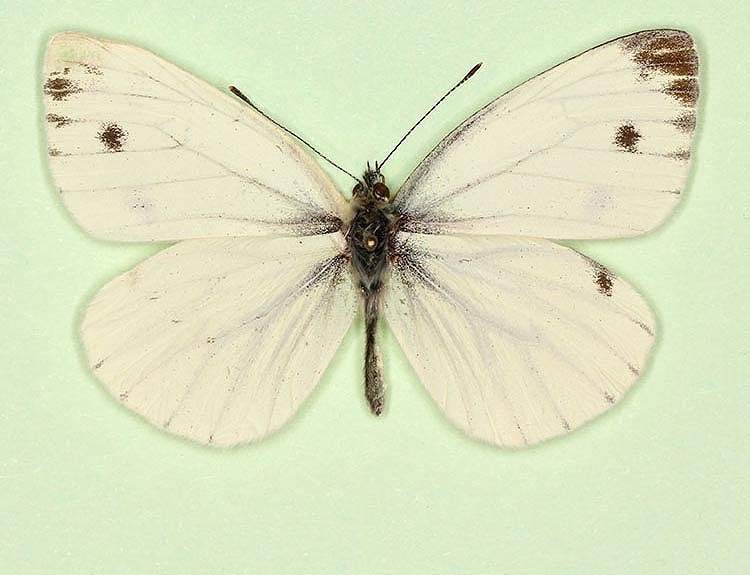 Pieris napi male (aberrant form nov 5) (Internet Image property of respective owner, non-commercial use only)